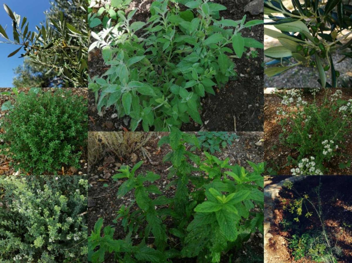 Terraoliva&Herbs Vátos Екстериор снимка